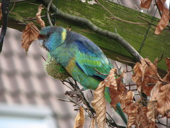 Barnardius zonarius