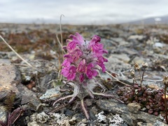 Pedicularis lanata