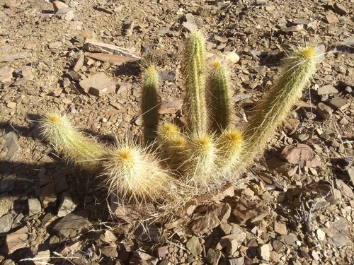 Image of Trichocereus Camarguensis (Trichocereus camarguensis) by no rights reserved