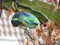Barnardius zonarius