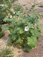Alcea rosea