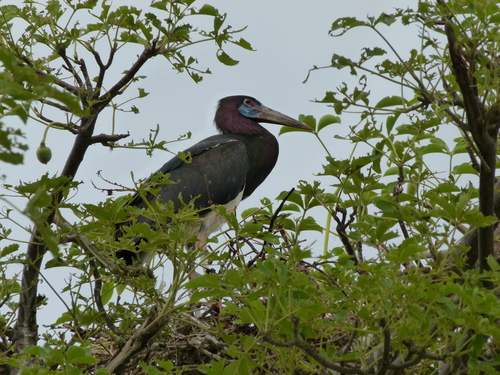 Abdim's Stork