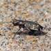 Cicindela hirticollis rhodensis - Photo (c) Nick Tepper,  זכויות יוצרים חלקיות (CC BY-NC), הועלה על ידי Nick Tepper