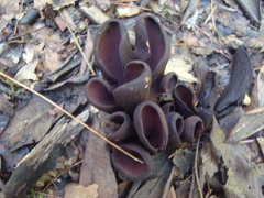 Wynnea americana