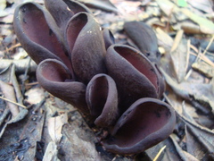 Wynnea americana