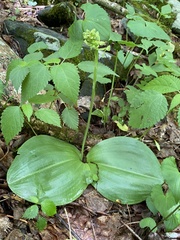 Platanthera orbiculata