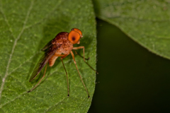 Chrysopilus quadratus