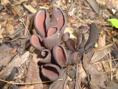 Wynnea americana