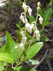 Leucothoe davisiae