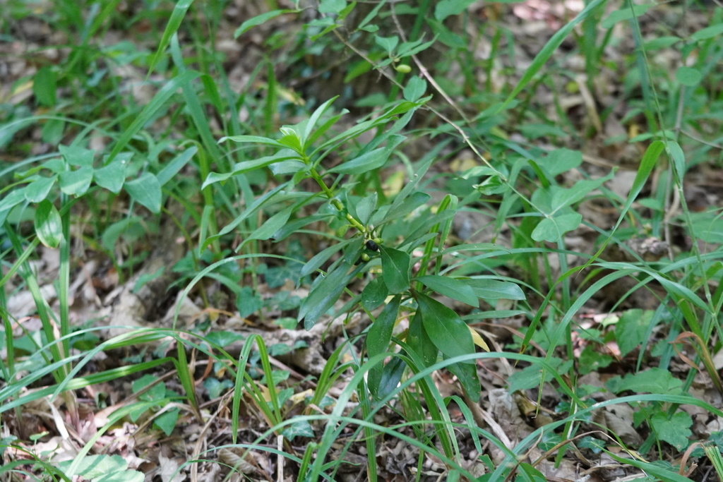 Daphne laureola, Mödling, Österreich, by gertiseiser