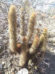 Cleistocactus