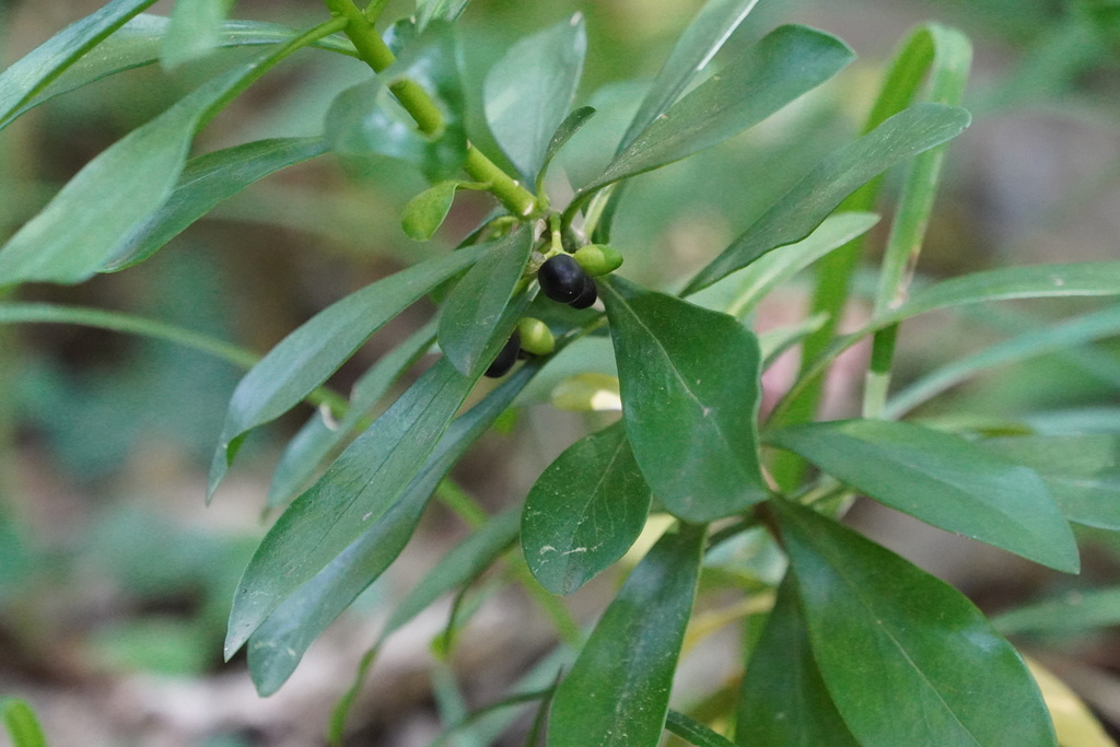 Daphne laureola, Mödling, Österreich, by gertiseiser
