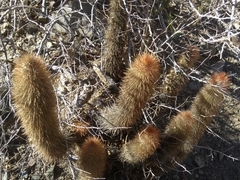 Cleistocactus