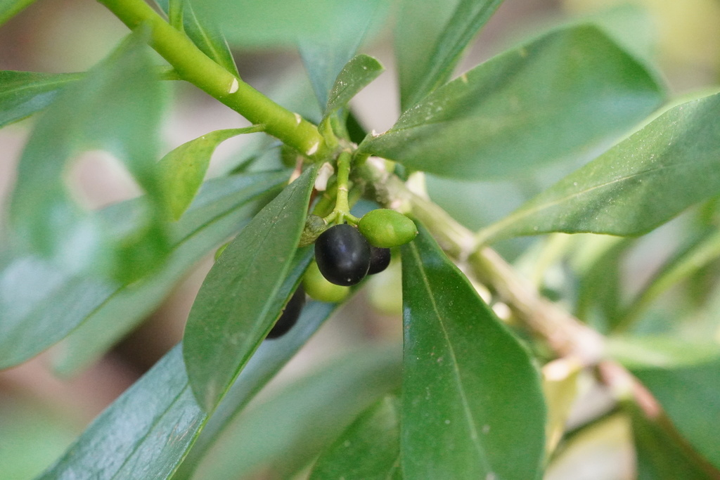 Daphne laureola, Mödling, Österreich, by gertiseiser