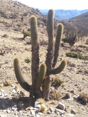 Trichocereus werdermannianus