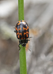 Chrysomela falsa