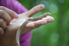 Virginia valeriae elegans