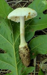Amanita rhoadsii