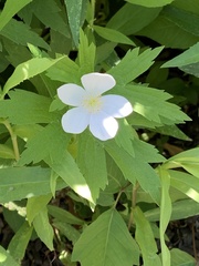 Anemonastrum canadense
