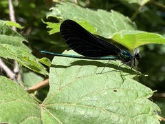 Calopteryx maculata