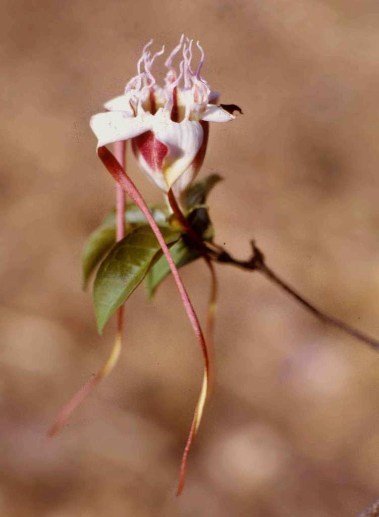 Alafiinae