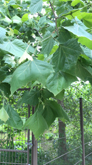 Platanus occidentalis