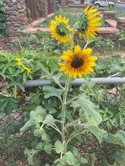 Helianthus annuus