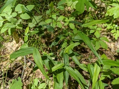 Dichanthelium latifolium