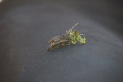 Trichoptera