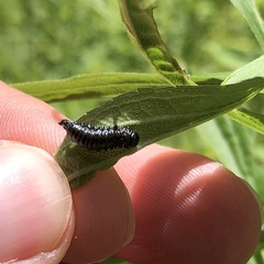 Trirhabda canadensis