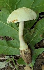 Amanita rhoadsii