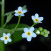 Bay Forget-Me-Not - Photo (c) Douglas Goldman, some rights reserved (CC BY-NC), uploaded by Douglas Goldman