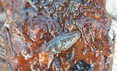 Glossiphonia complanata