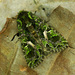 Orache Moth - Photo (c) Michał Brzeziński, some rights reserved (CC BY-NC), uploaded by Michał Brzeziński