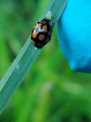 Adalia decempunctata