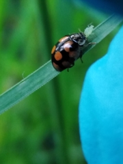 Adalia decempunctata