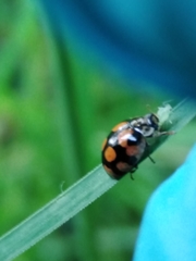 Adalia decempunctata