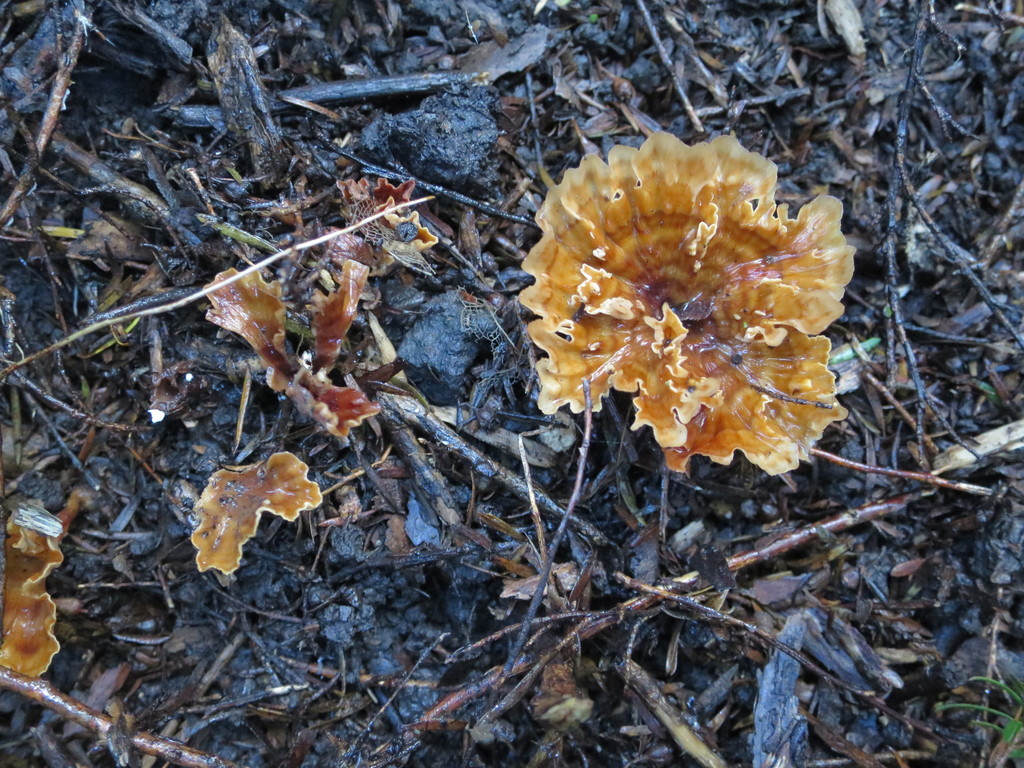 Wine Glass Fungus from Barrys Bay, Banks Peninsula, NZ on June 21, 2021