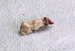 Platphalonidia lavana