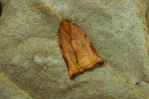Large Fruit-tree Tortrix, photo 5 of 8