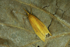 Chilo phragmitella