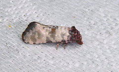 Platphalonidia lavana