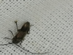 Exocentrus punctipennis