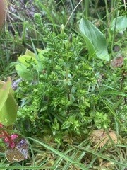 Gentiana douglasiana