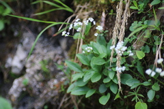 Valeriana saxatilis