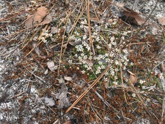 Pyxidanthera barbulata