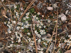 Pyxidanthera barbulata