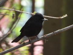 White-Winged Black Tyrant photo 4