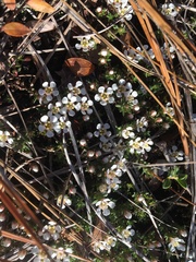 Pyxidanthera barbulata