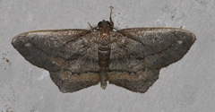 Hypagyrtis brendae